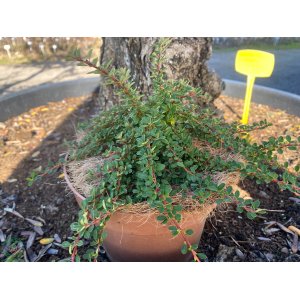 Skalník nízky (Cotoneaster congestus) 'MIRELLE' - výška 10-20 cm, ⌀ 10-20 cm, kont. C2L